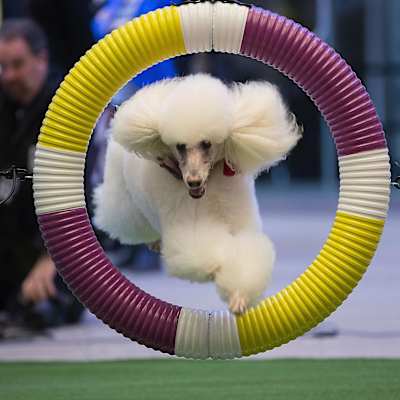 Westminster Kennel Club Dog Show