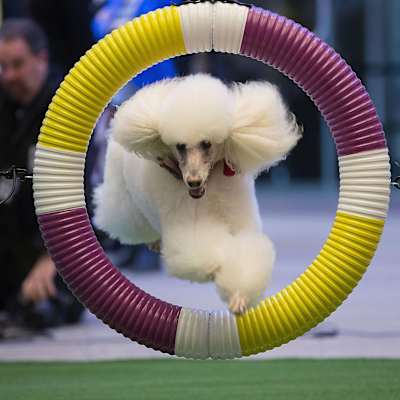 Westminster Kennel Club Dog Show